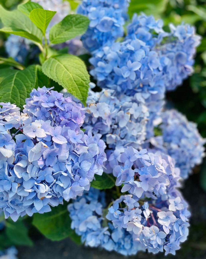 Hydrangea