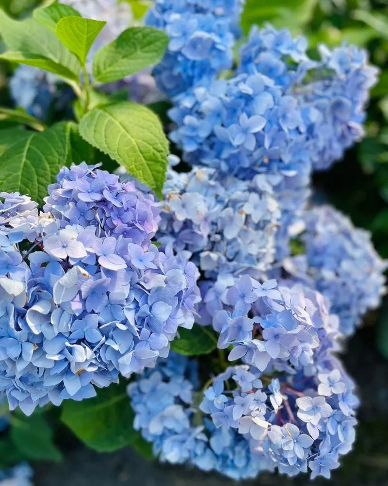 Hydrangea