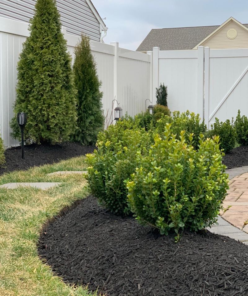 Boxwood