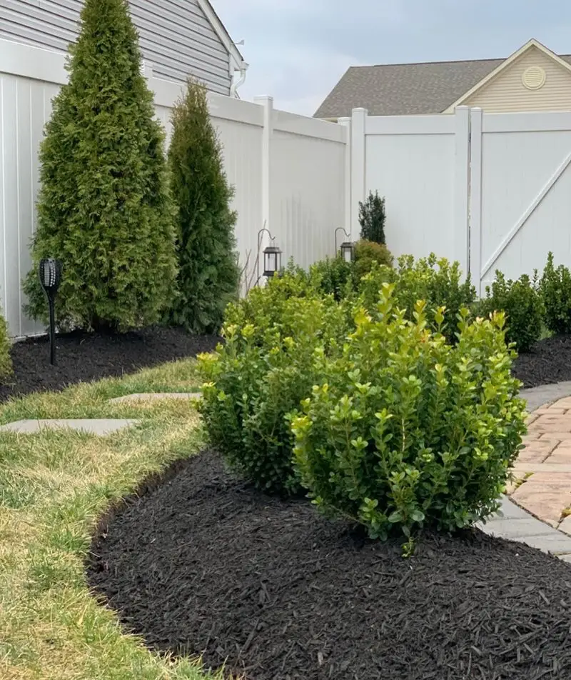 Boxwood