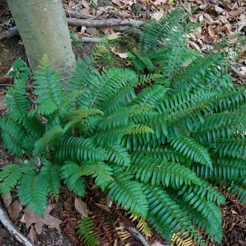 Ferns