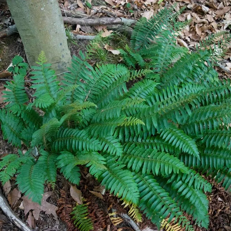 Ferns