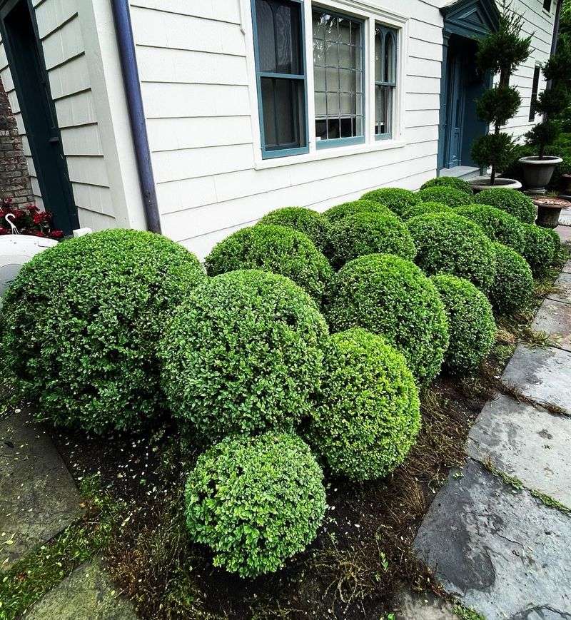 Boxwood