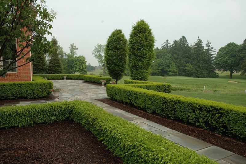 Boxwood