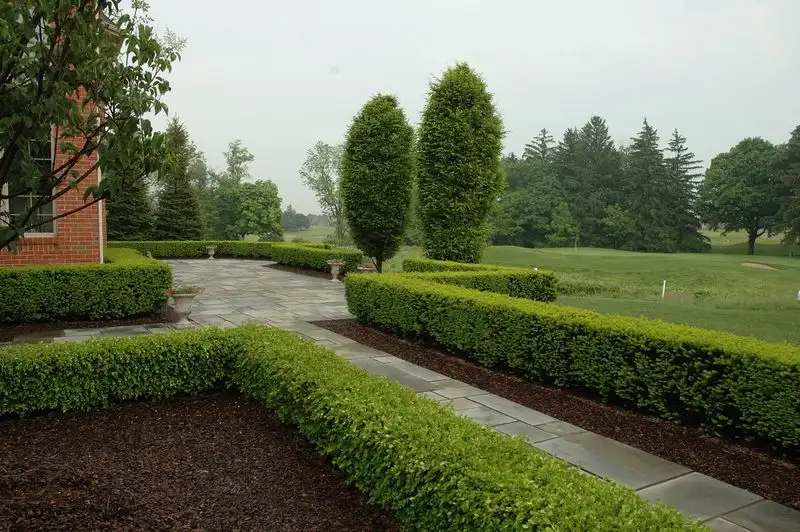 Boxwood