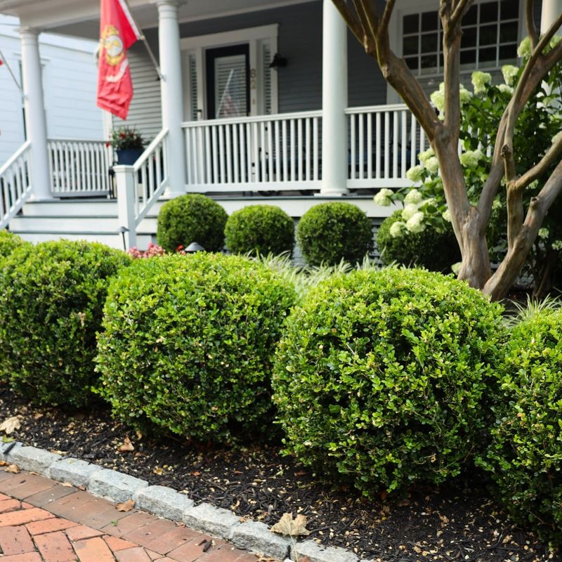 Boxwood