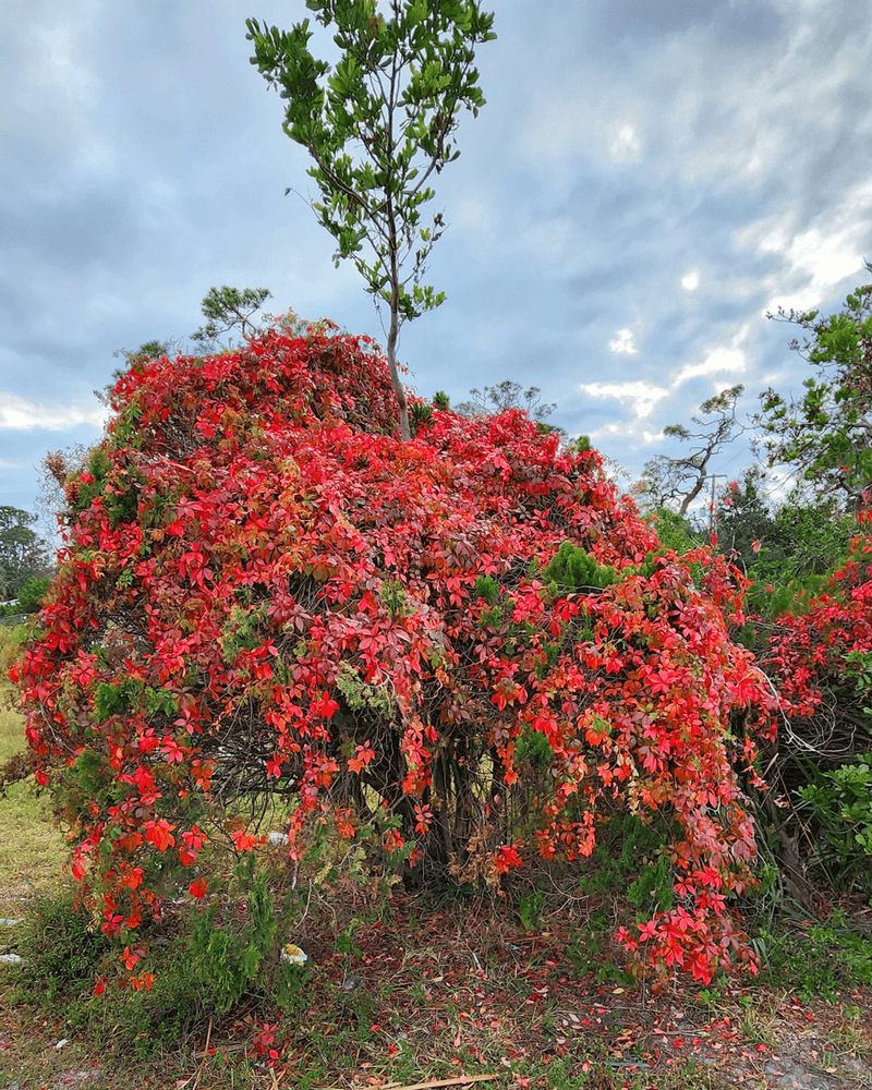Virginia Creeper