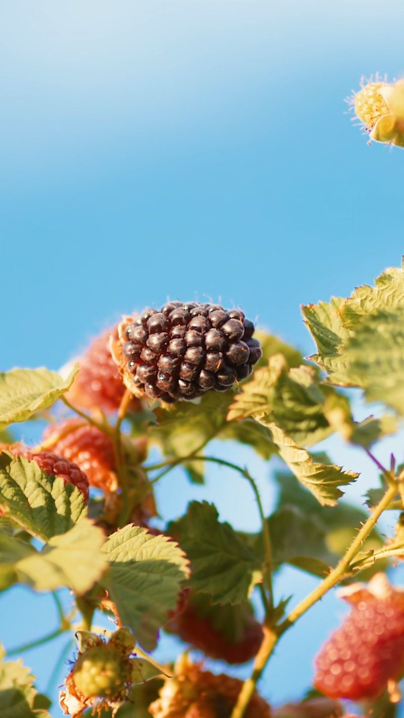Boysenberries