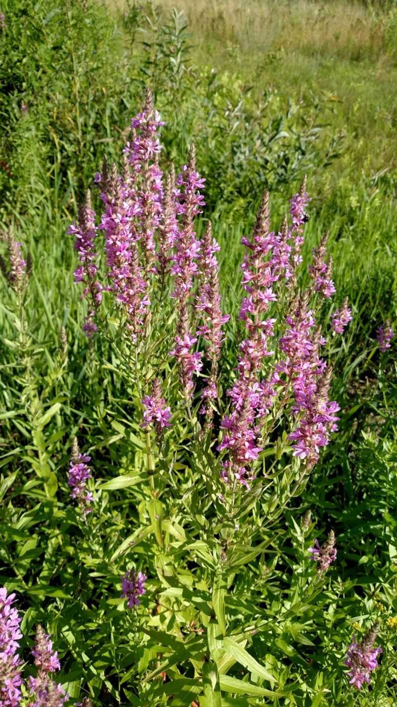 Purple Loosestrife