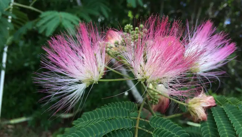 Mimosa Tree