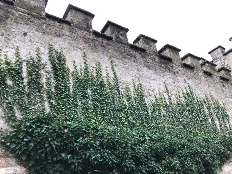 English Ivy