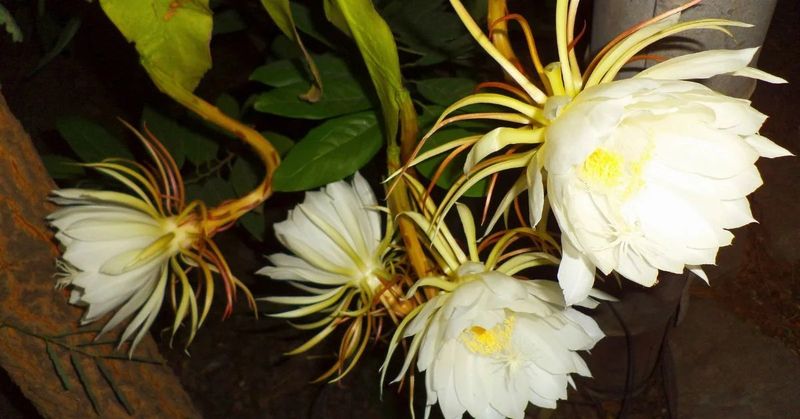 Brahma Kamal