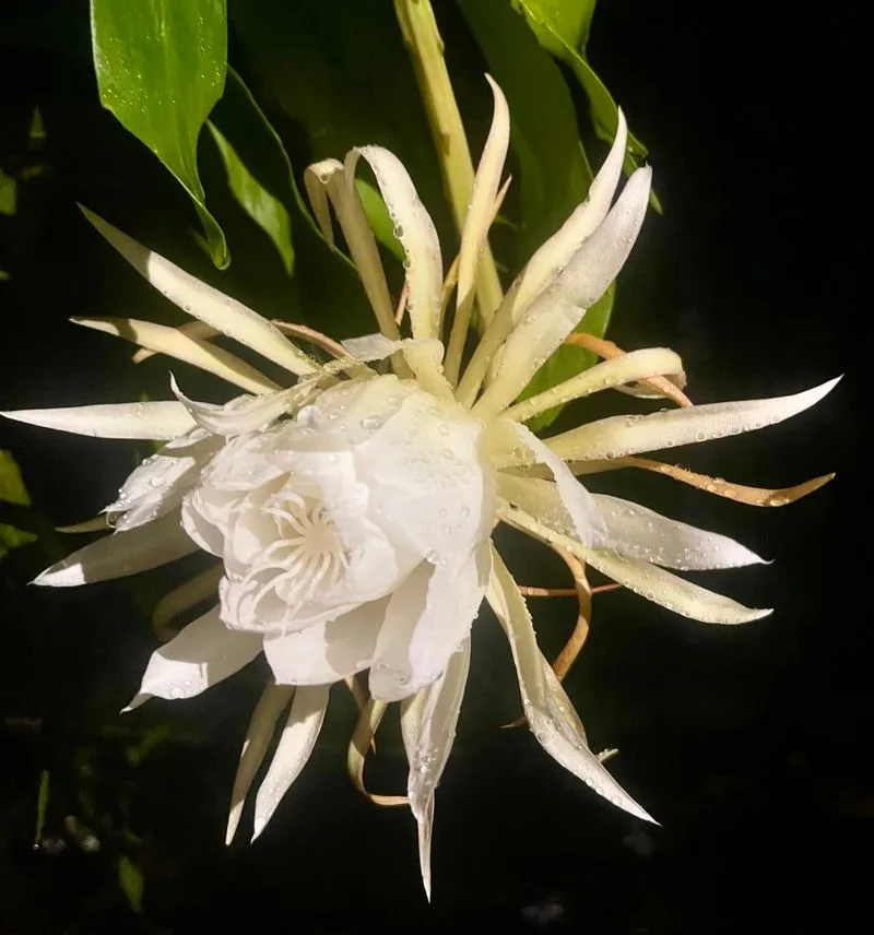 Brahma Kamal