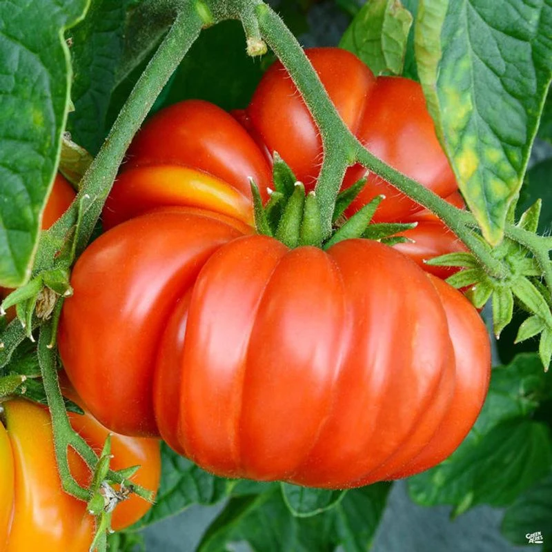Brandywine Tomato