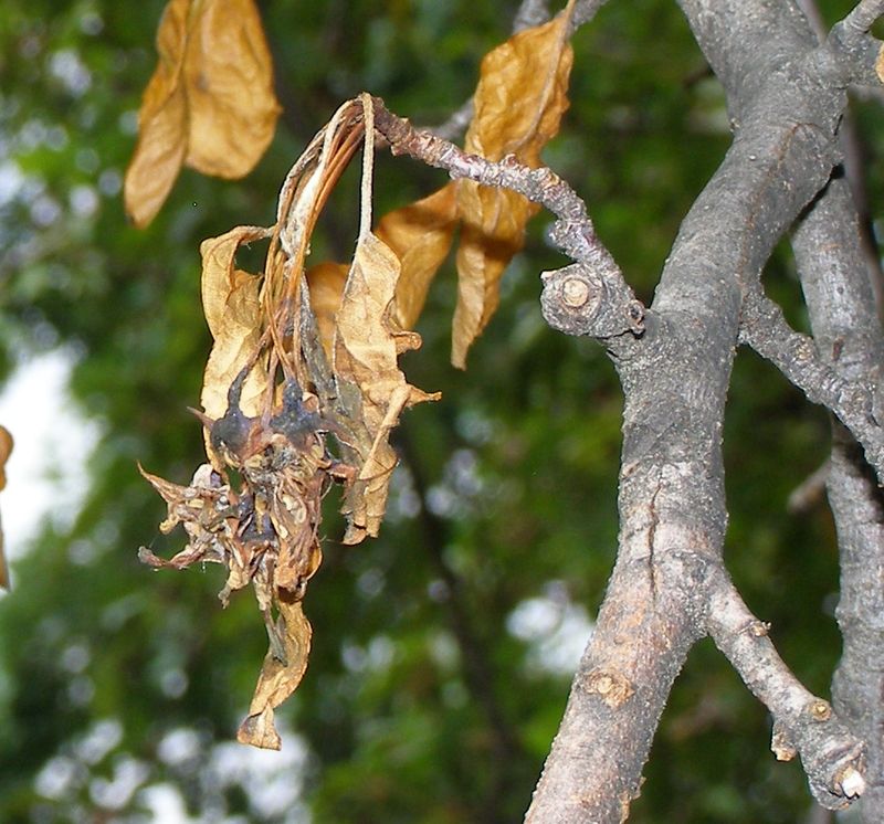 Brittle Leaves