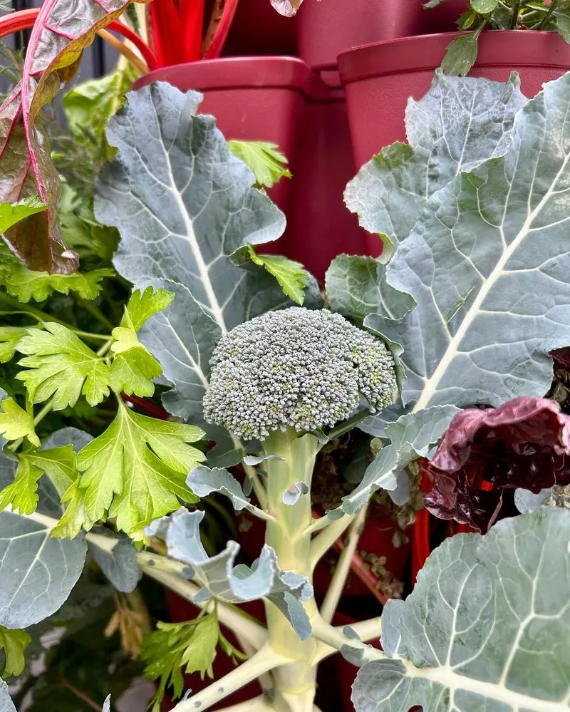 Broccoli