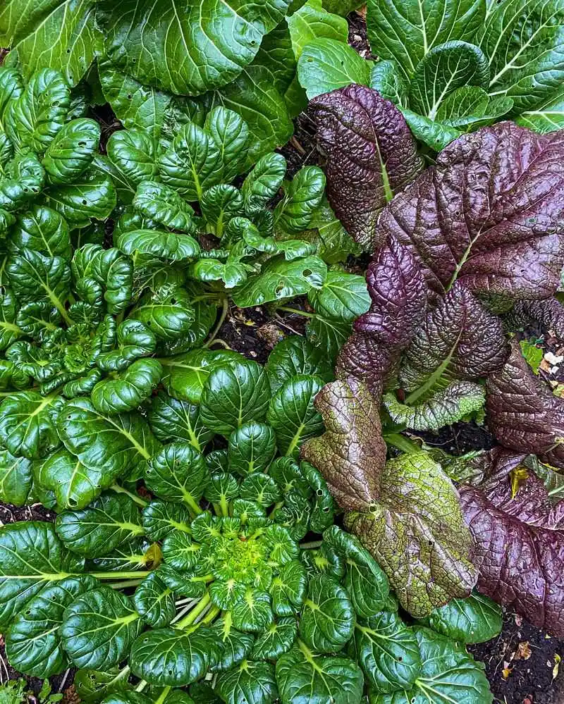 Mustard Greens