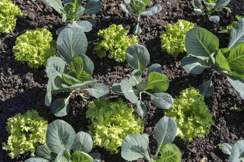 Broccoli and Celery