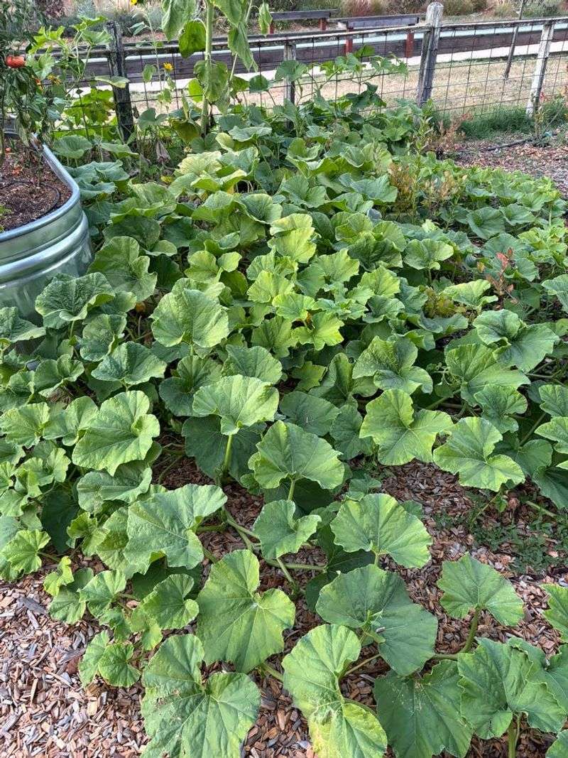 Squash