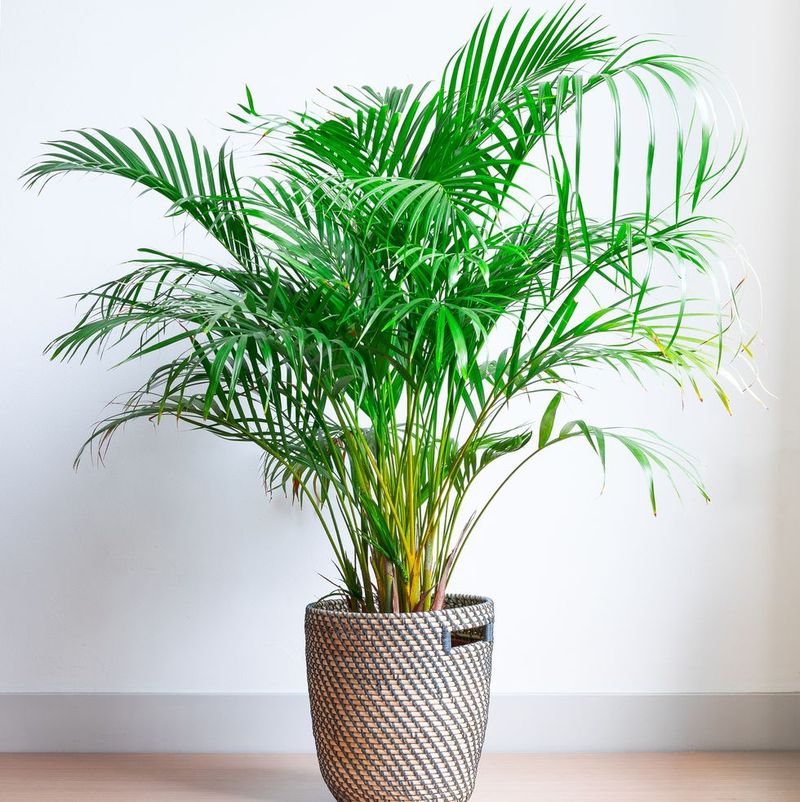 Parlor Palm