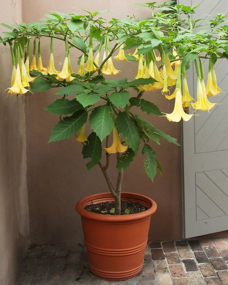 Brugmansia