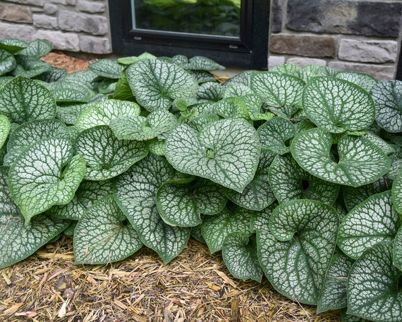 Brunnera