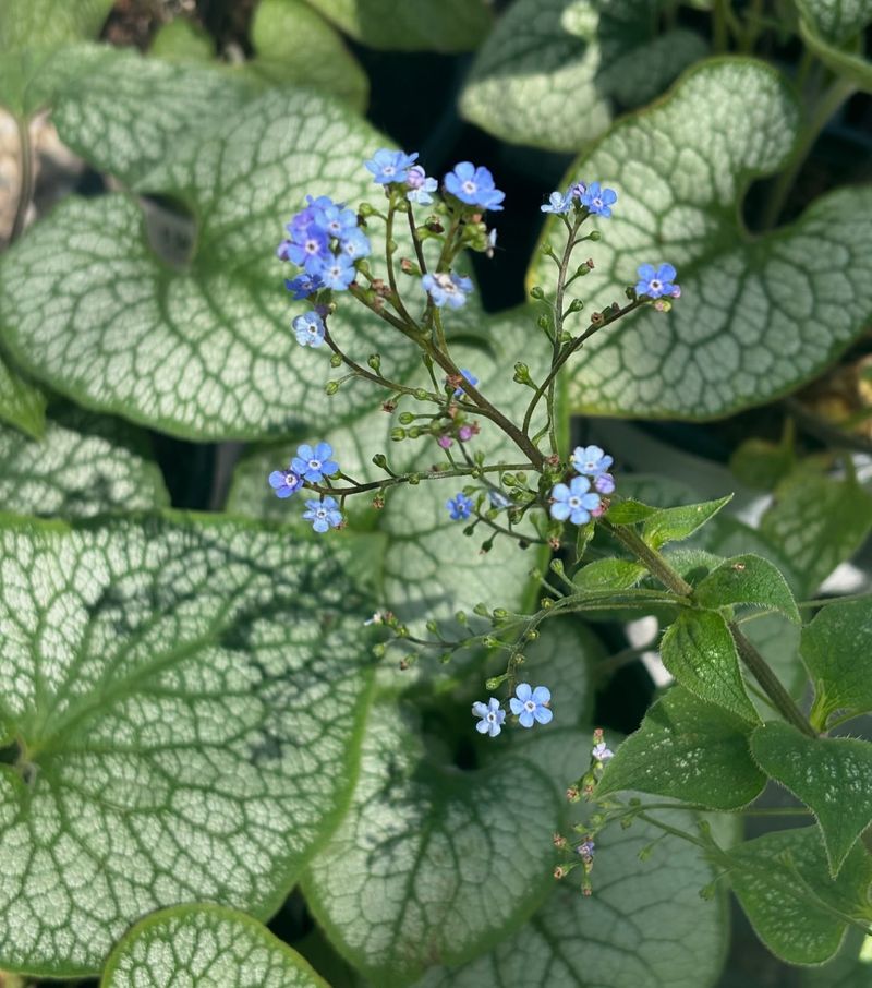 Brunnera