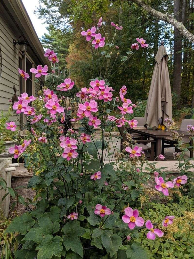 Japanese Anemone