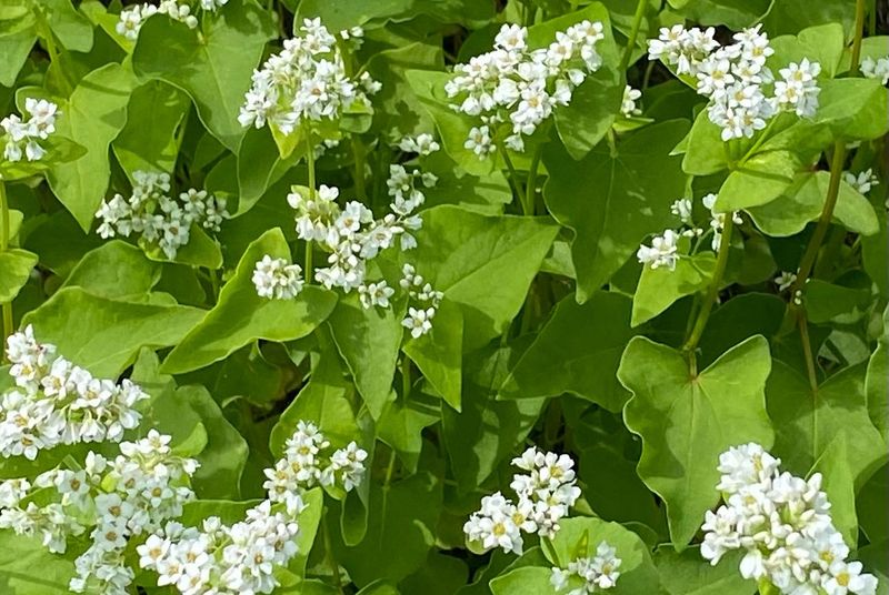 Buckwheat