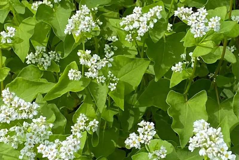 Buckwheat