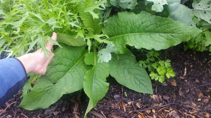 Legumes