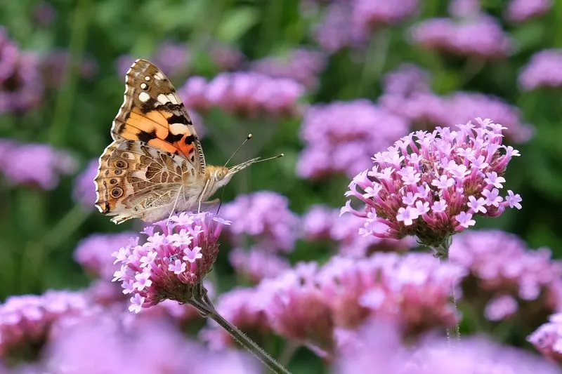Verbena