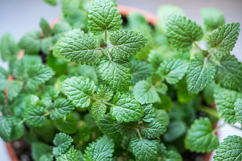 Planting Herbs
