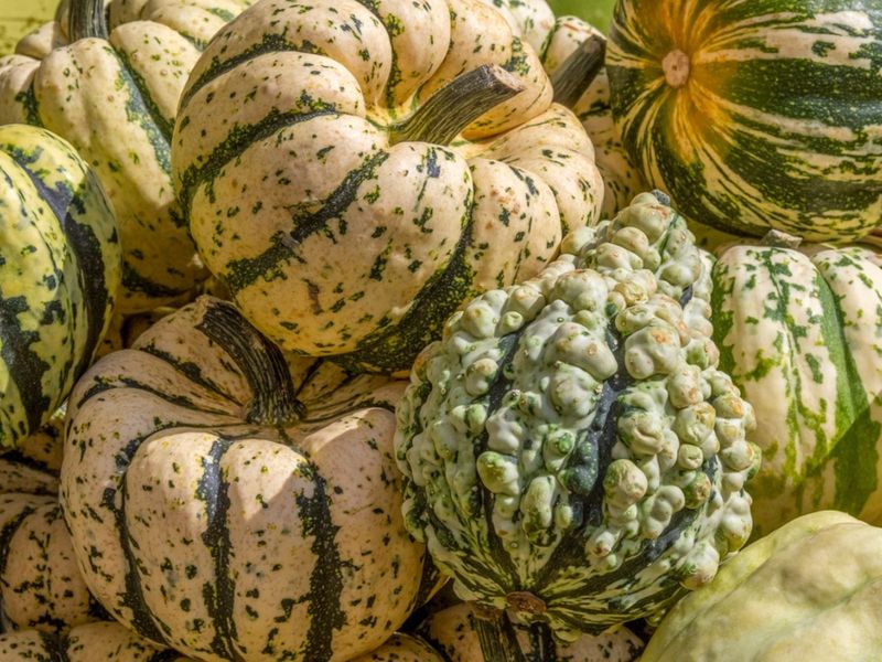 Bumpy Squash