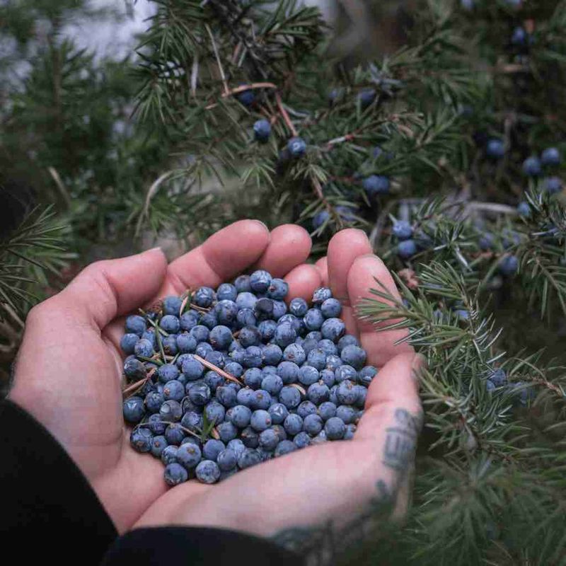 Juniper