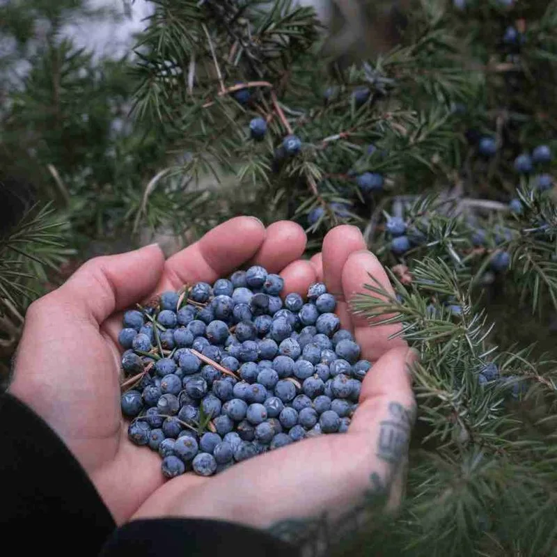 Juniper