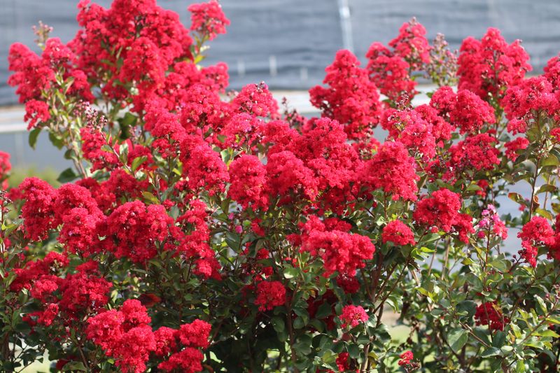 Garnet King Begonia