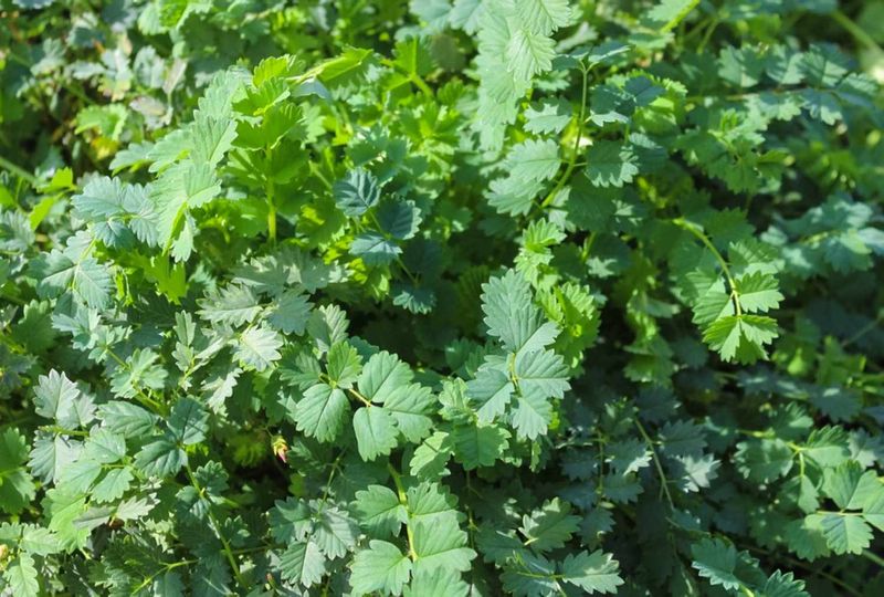 Burnet