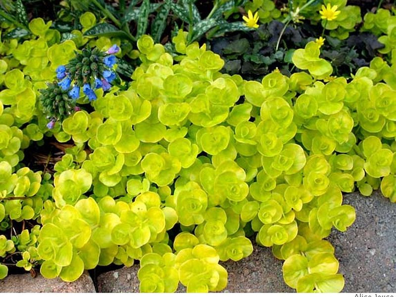 Creeping Jenny