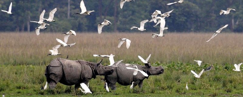 Kaziranga National Park, India