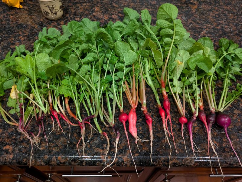 Radishes