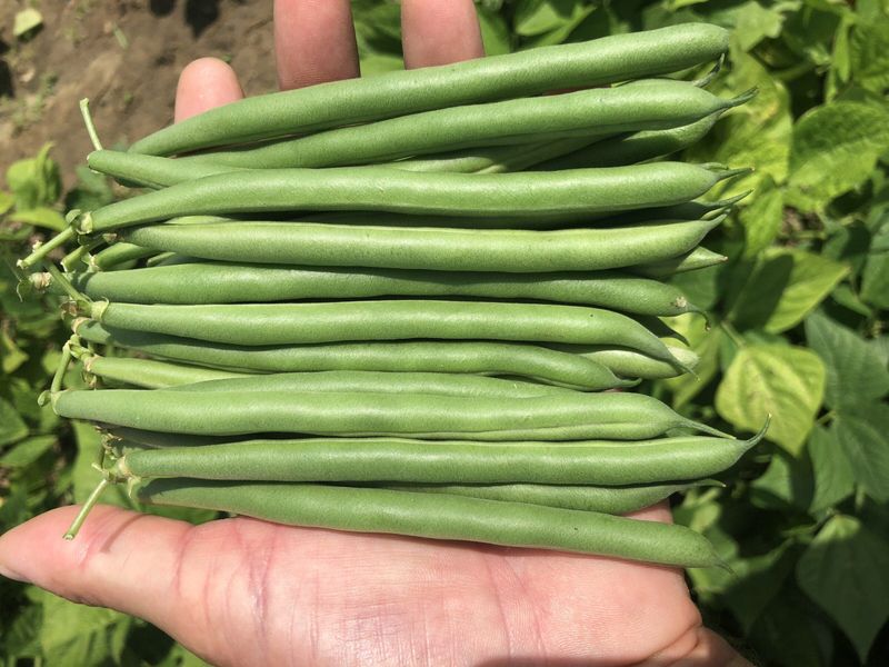 Bush Beans