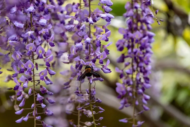 Wisteria