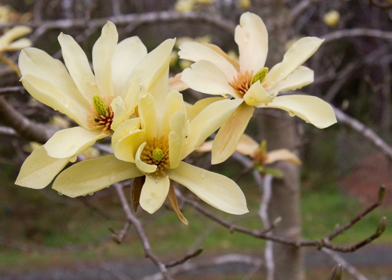 Butterflies Magnolia