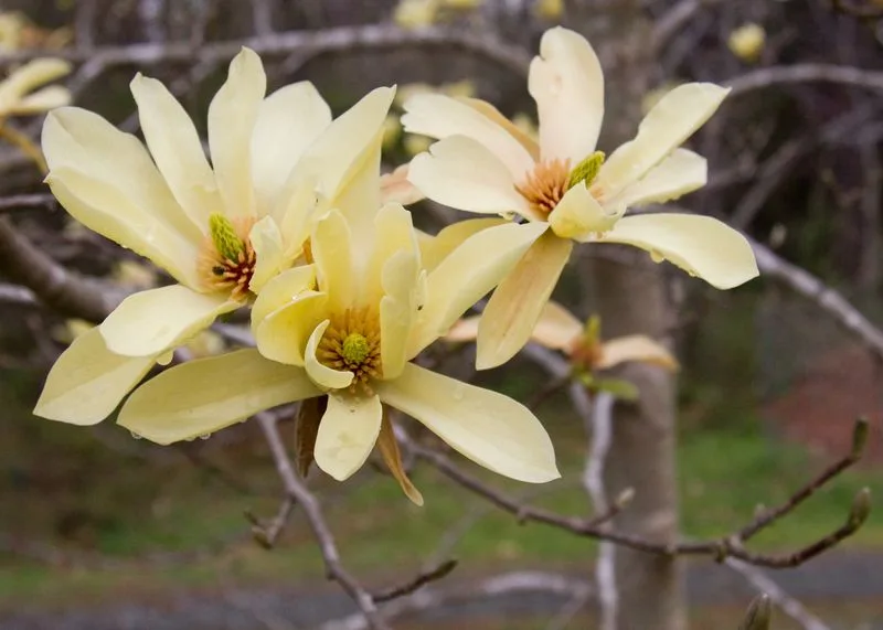 Butterflies Magnolia