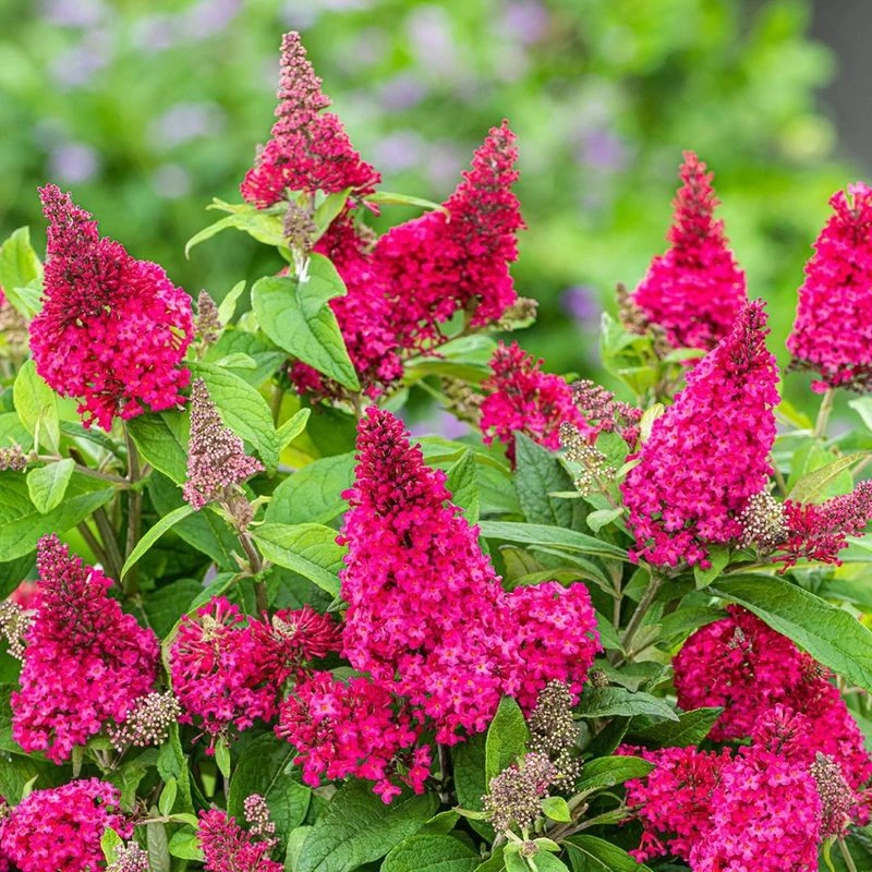 Butterfly Bush