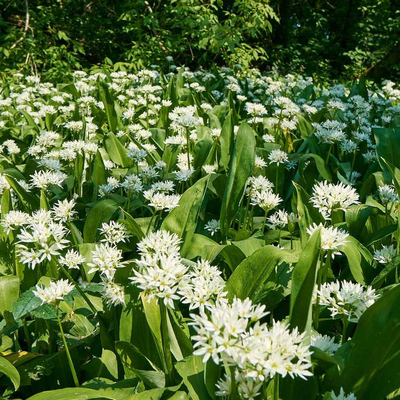 Wild Garlic