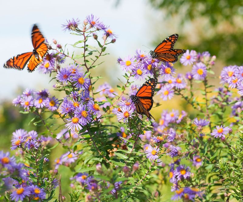 Butterfly Haven