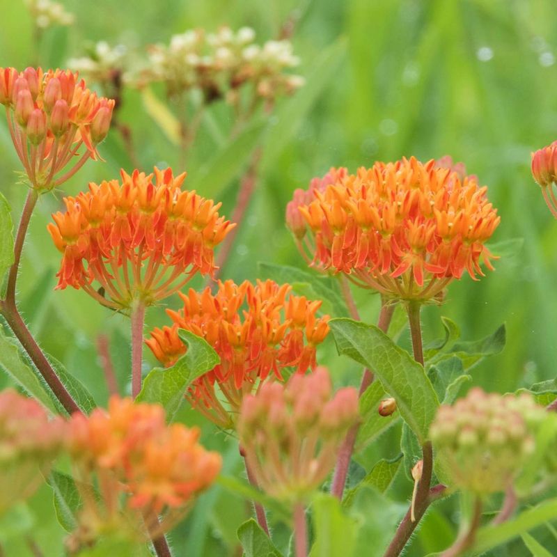 Butterfly Weed