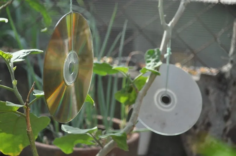 CDs